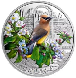Pièce de monnaie en argent pur de 1 oz. 9999 avec des oiseaux colorés Jaseur d'Amérique de cèdre 20 $ CANADA 2022